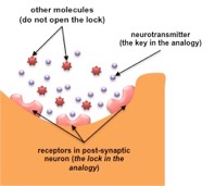 Neurotransmission