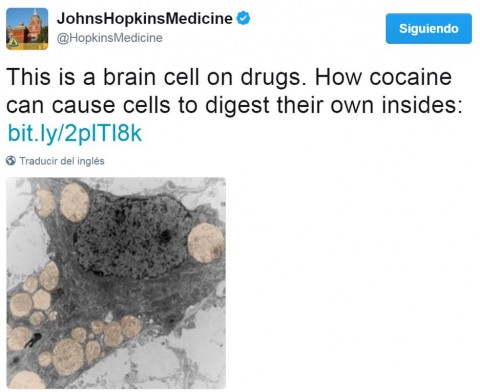 Nuevas Evidencias En Ratones Las Celulas Cerebrales De Cocaina Hace Aprovechables Se International Society Of Substance Use Professionals