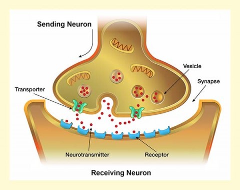 Drugs on the Brain: Substance Use and Neurotransmission | International ...